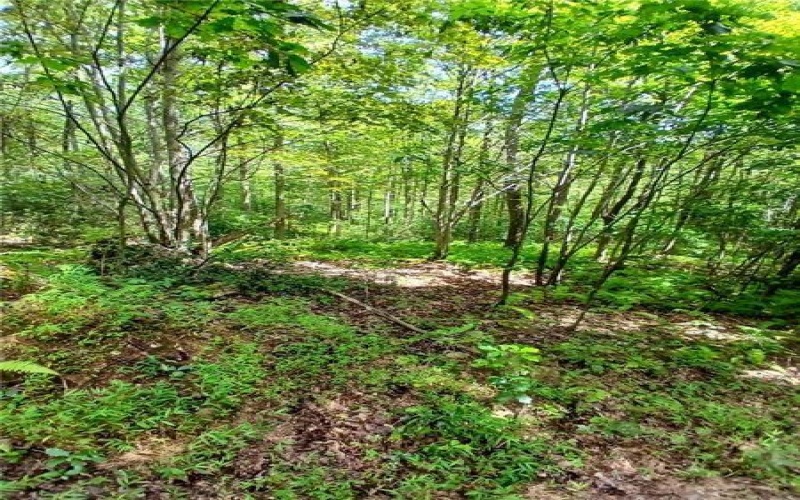 702 Shepherd Rd, Farmington, 15437, ,Farm-acreage-lot,For Sale,Shepherd Rd,1742712