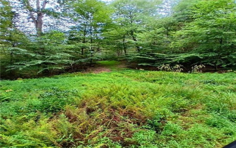 702 Shepherd Rd, Farmington, 15437, ,Farm-acreage-lot,For Sale,Shepherd Rd,1742712