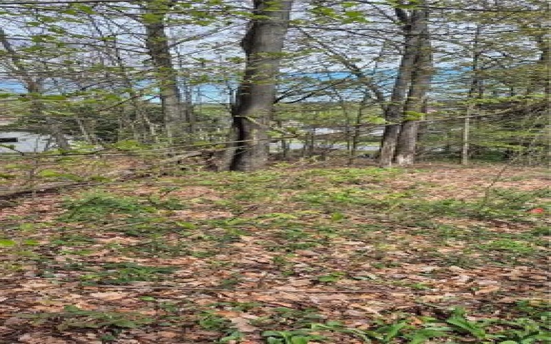 91 Lambert St, Central City, 15926, ,Farm-acreage-lot,For Sale,Lambert St,1753124