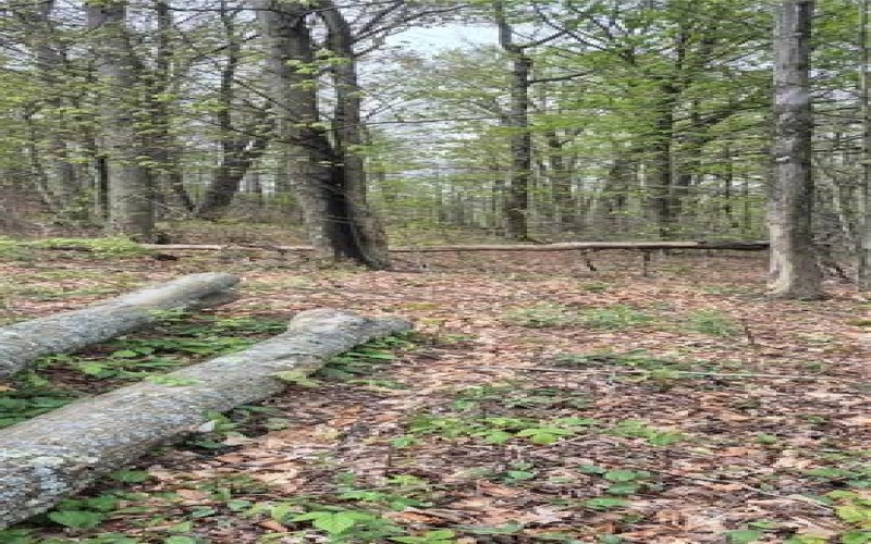 91 Lambert St, Central City, 15926, ,Farm-acreage-lot,For Sale,Lambert St,1753124