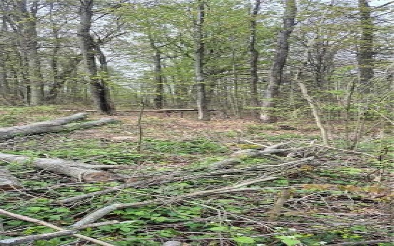 91 Lambert St, Central City, 15926, ,Farm-acreage-lot,For Sale,Lambert St,1753124