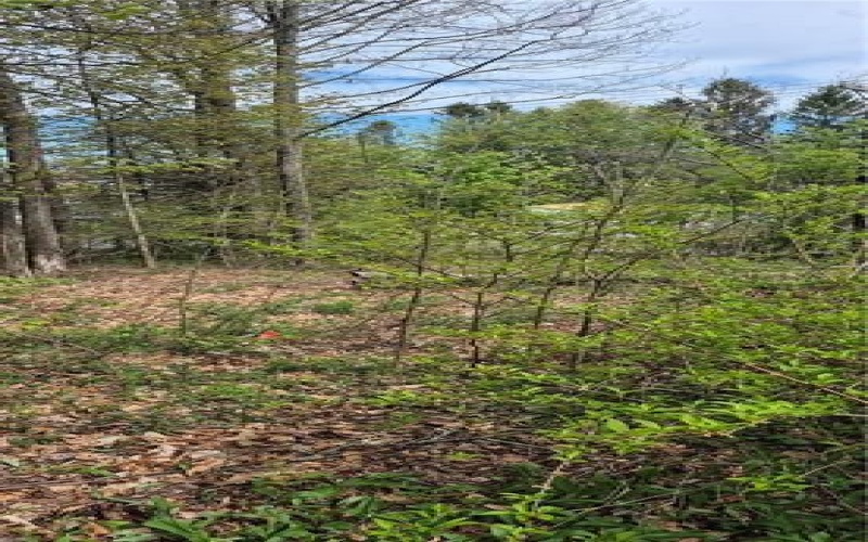 91 Lambert St, Central City, 15926, ,Farm-acreage-lot,For Sale,Lambert St,1753124