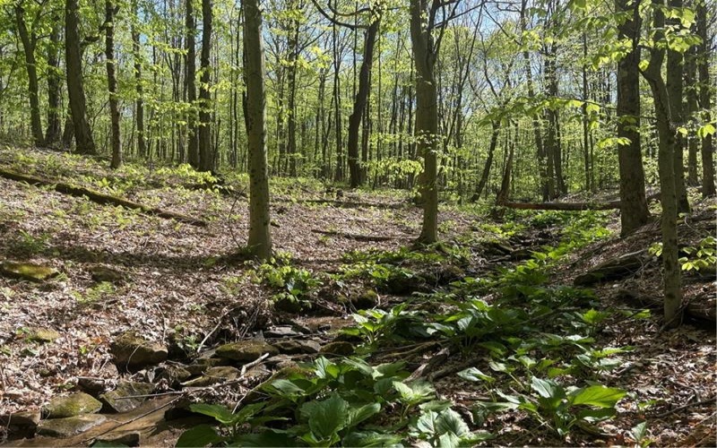 Lot 3 & 4 Killarney Road, Mill Run, 15464, ,Farm-acreage-lot,For Sale,Killarney Road,1753354
