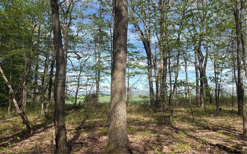 Lot 3 & 4 Killarney Road, Mill Run, 15464, ,Farm-acreage-lot,For Sale,Killarney Road,1753354