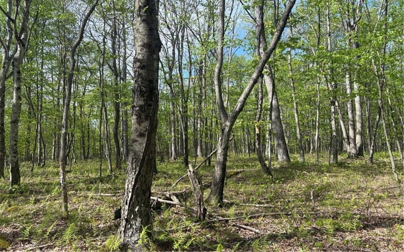 Lot 3 & 4 Killarney Road, Mill Run, 15464, ,Farm-acreage-lot,For Sale,Killarney Road,1753354