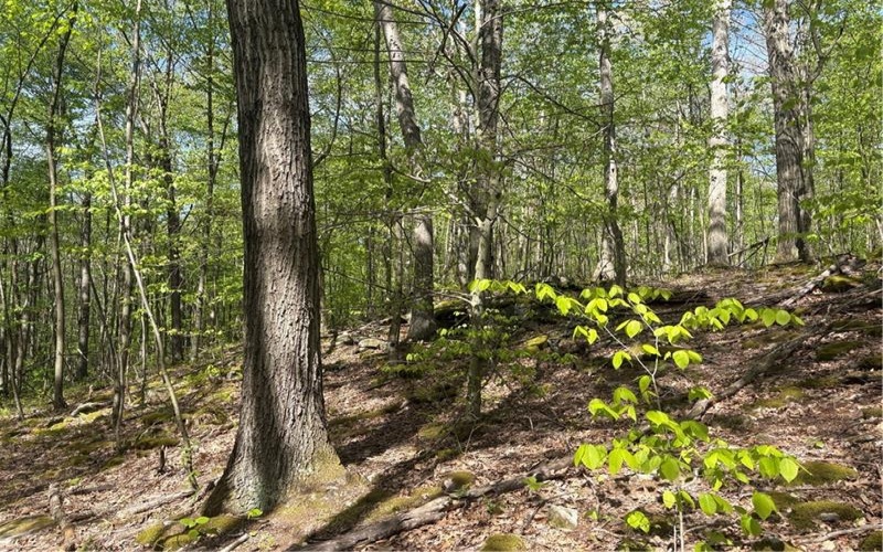 Lot 3 & 4 Killarney Road, Mill Run, 15464, ,Farm-acreage-lot,For Sale,Killarney Road,1753354