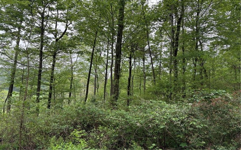 Lot 4 Cranberry Road, Confluence, 15424, ,Farm-acreage-lot,For Sale,Cranberry Road,1753565
