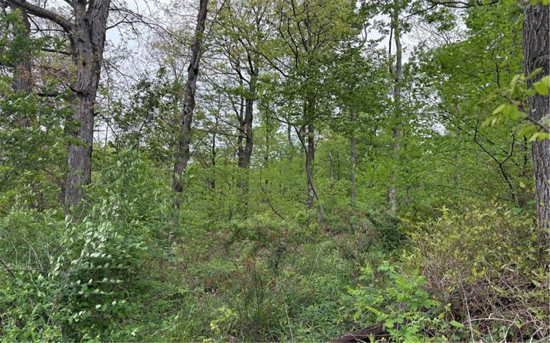 Lot 4 Cranberry Road, Confluence, 15424, ,Farm-acreage-lot,For Sale,Cranberry Road,1753565