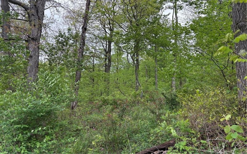 Lot 4 Cranberry Road, Confluence, 15424, ,Farm-acreage-lot,For Sale,Cranberry Road,1753565