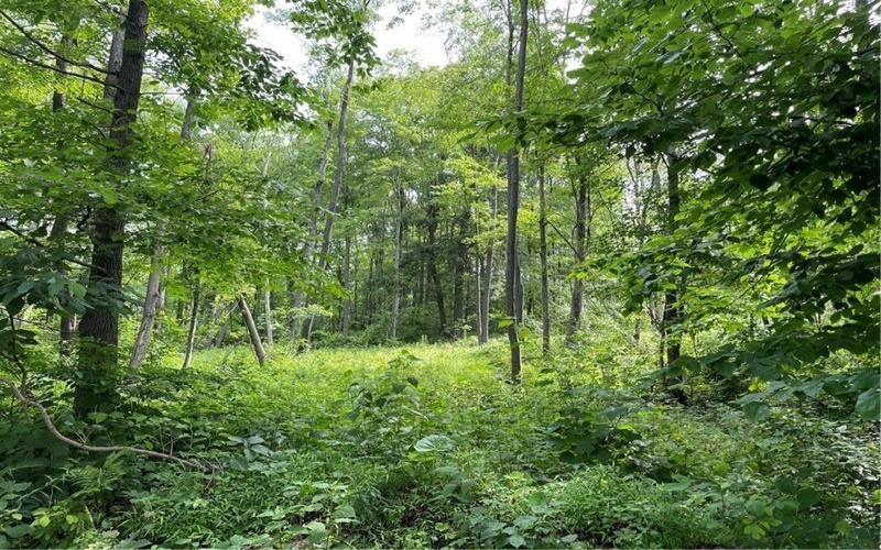 Lot 4 Cranberry Road, Confluence, 15424, ,Farm-acreage-lot,For Sale,Cranberry Road,1753565