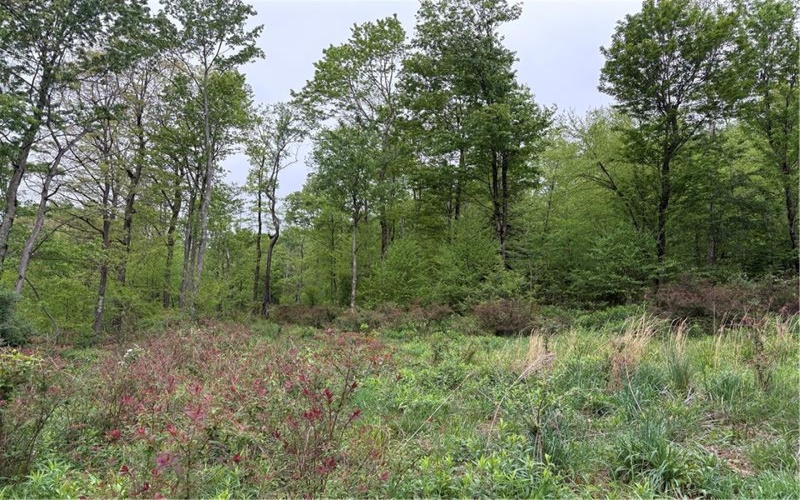 Lot 4 Cranberry Road, Confluence, 15424, ,Farm-acreage-lot,For Sale,Cranberry Road,1753565