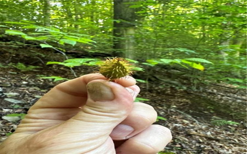 0 Matson Rd, Ligonier, 15658, ,Farm-acreage-lot,For Sale,None,Matson Rd,1753837