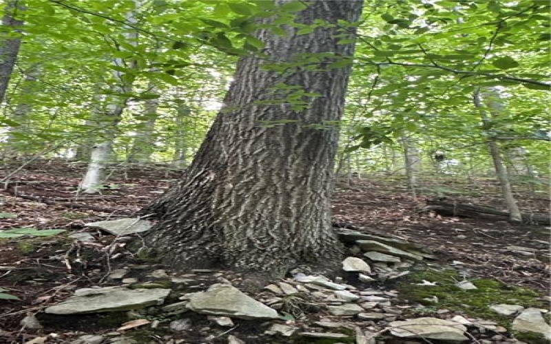 0 Matson Rd, Ligonier, 15658, ,Farm-acreage-lot,For Sale,None,Matson Rd,1753837