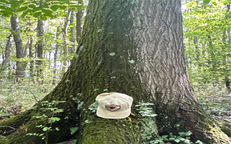 0 Matson Rd, Ligonier, 15658, ,Farm-acreage-lot,For Sale,None,Matson Rd,1753837