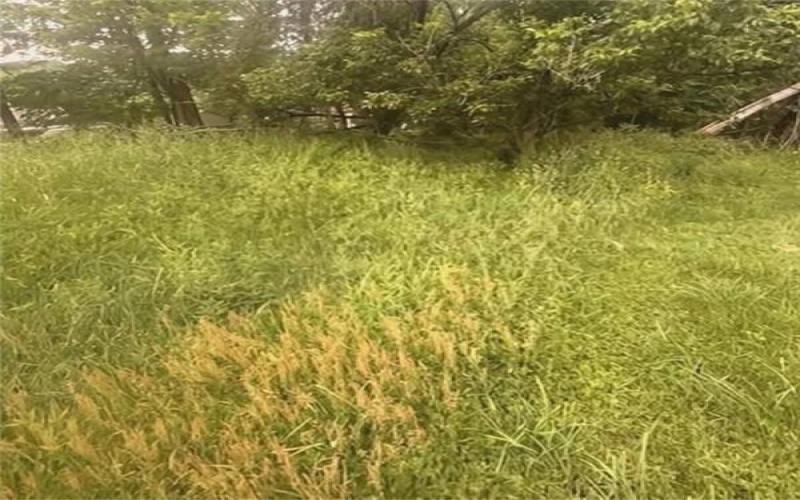 235 Sprowls Ave, Houston, 15342, ,Farm-acreage-lot,For Sale,Sprowls Ave,1755711