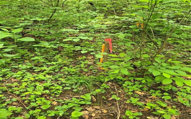 0 Mt Olive Rd, Champion, 15622, ,Farm-acreage-lot,For Sale,Mt Olive Rd,1759641