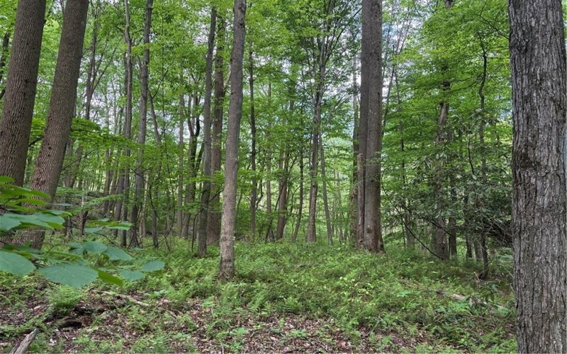 Lot 1C Cottonwood Rd, Acme, 15610, ,Farm-acreage-lot,For Sale,Cottonwood Rd,1759646