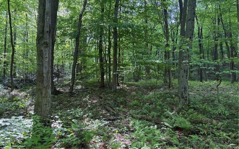 Lot 1C Cottonwood Rd, Acme, 15610, ,Farm-acreage-lot,For Sale,Cottonwood Rd,1759646