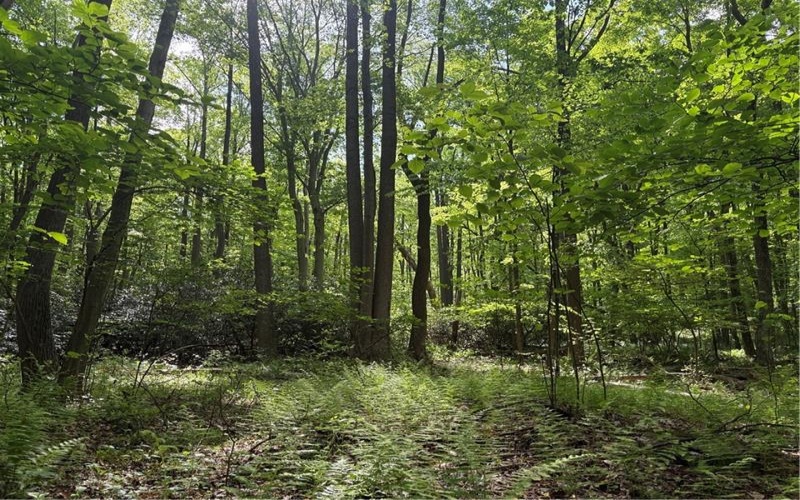 Lot 1C Cottonwood Rd, Acme, 15610, ,Farm-acreage-lot,For Sale,Cottonwood Rd,1759646