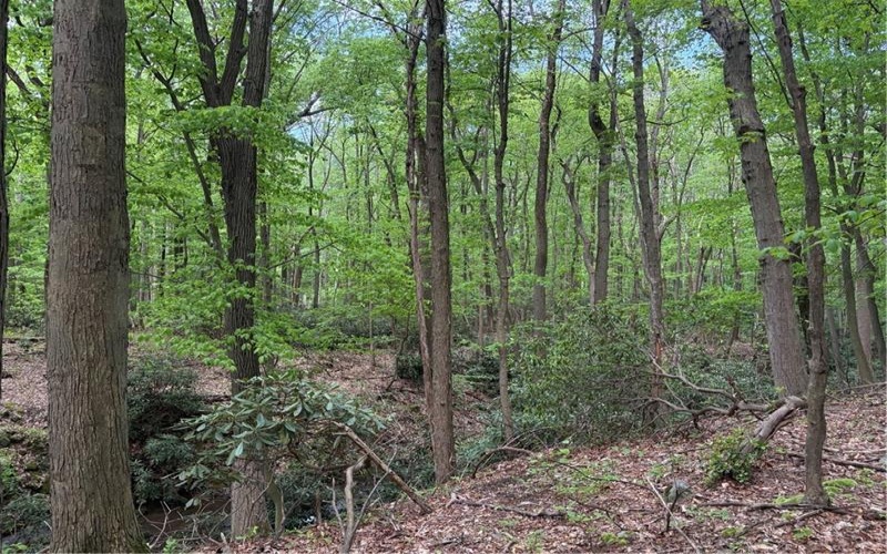 Lot 1C Cottonwood Rd, Acme, 15610, ,Farm-acreage-lot,For Sale,Cottonwood Rd,1759646