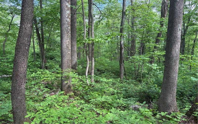 Lot 1C Cottonwood Rd, Acme, 15610, ,Farm-acreage-lot,For Sale,Cottonwood Rd,1759646