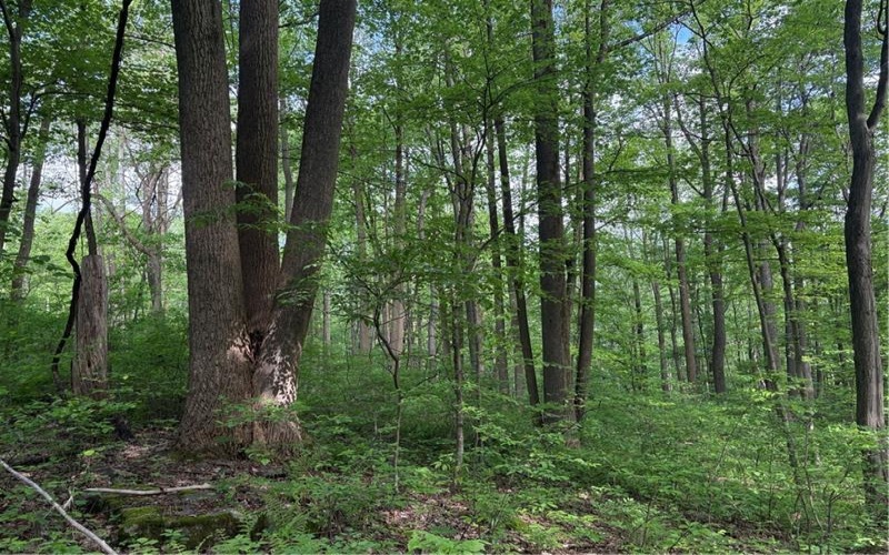 Lot 1C Cottonwood Rd, Acme, 15610, ,Farm-acreage-lot,For Sale,Cottonwood Rd,1759646