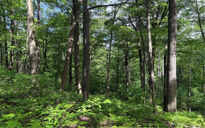 Lot 1C Cottonwood Rd, Acme, 15610, ,Farm-acreage-lot,For Sale,Cottonwood Rd,1759646