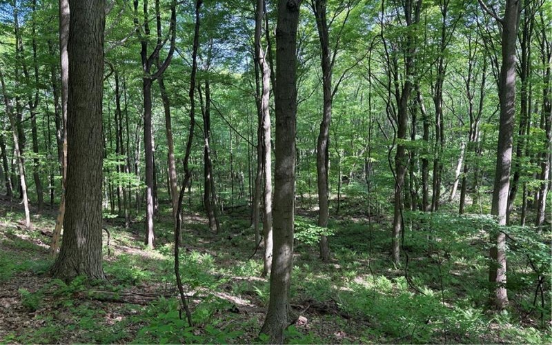 Lot 1C Cottonwood Rd, Acme, 15610, ,Farm-acreage-lot,For Sale,Cottonwood Rd,1759646