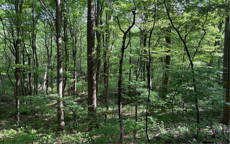 Lot 1C Cottonwood Rd, Acme, 15610, ,Farm-acreage-lot,For Sale,Cottonwood Rd,1759646