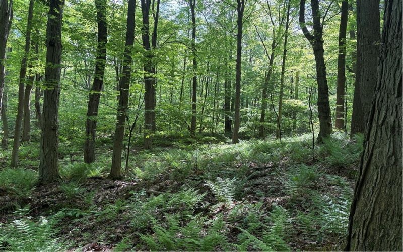 Lot 1C Cottonwood Rd, Acme, 15610, ,Farm-acreage-lot,For Sale,Cottonwood Rd,1759646