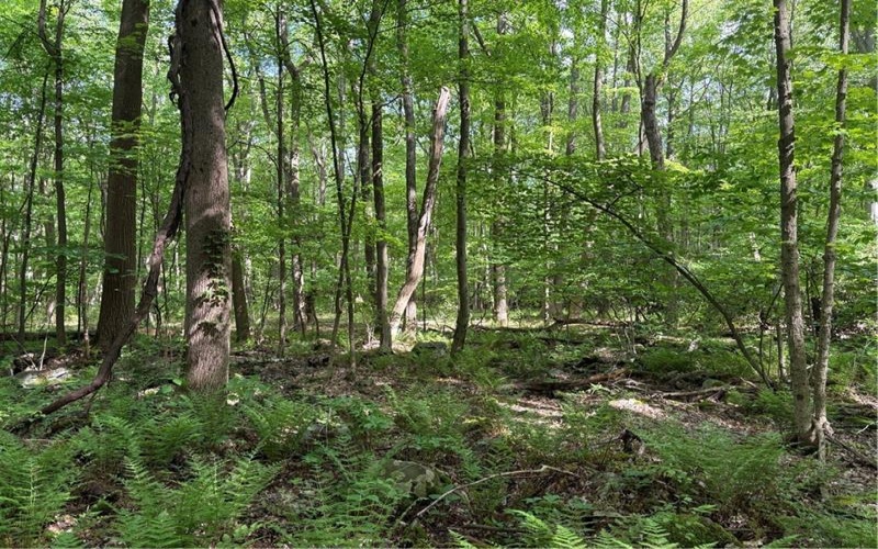 Lot 1C Cottonwood Rd, Acme, 15610, ,Farm-acreage-lot,For Sale,Cottonwood Rd,1759646