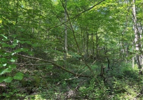 000 Fowl Hill Rd, Melcroft, 15462, ,Farm-acreage-lot,For Sale,Fowl Hill Rd,1760309