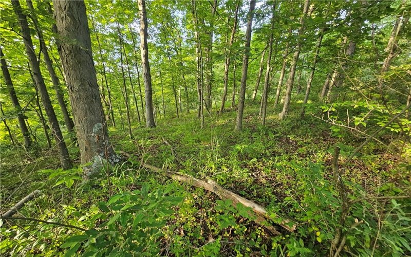 0 Fallen Timber Rd, Avella, 15312, ,Farm-acreage-lot,For Sale,Fallen Timber Rd,1761040
