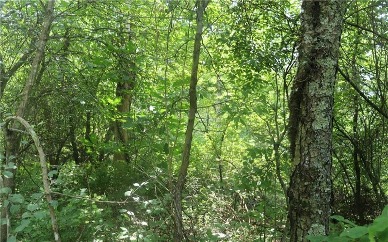 01 Old Distillery Road, Ligonier, 15658, ,Farm-acreage-lot,For Sale,None,Old Distillery Road,1761790