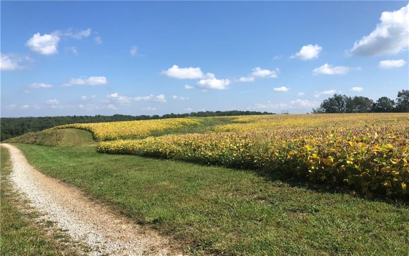 215 Duff Road, Mc Clellandtown, 15458, 3 Bedrooms Bedrooms, ,Farm-acreage-lot,For Sale,Duff Road,1757617