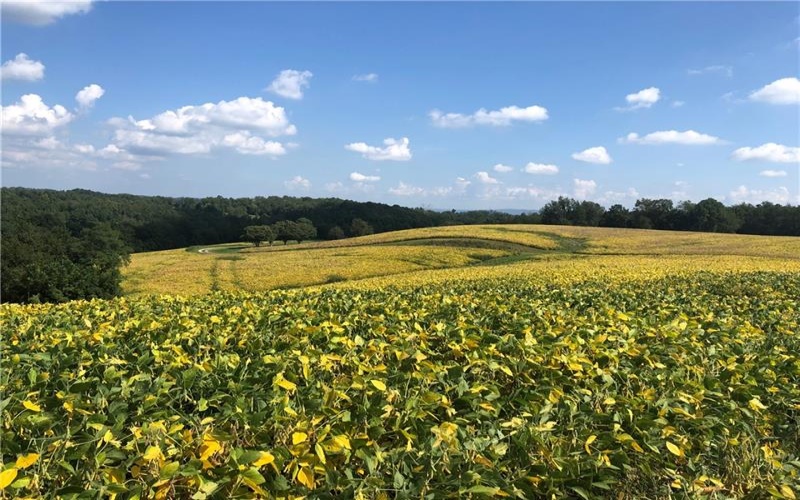 215 Duff Road, Mc Clellandtown, 15458, 3 Bedrooms Bedrooms, ,Farm-acreage-lot,For Sale,Duff Road,1757617