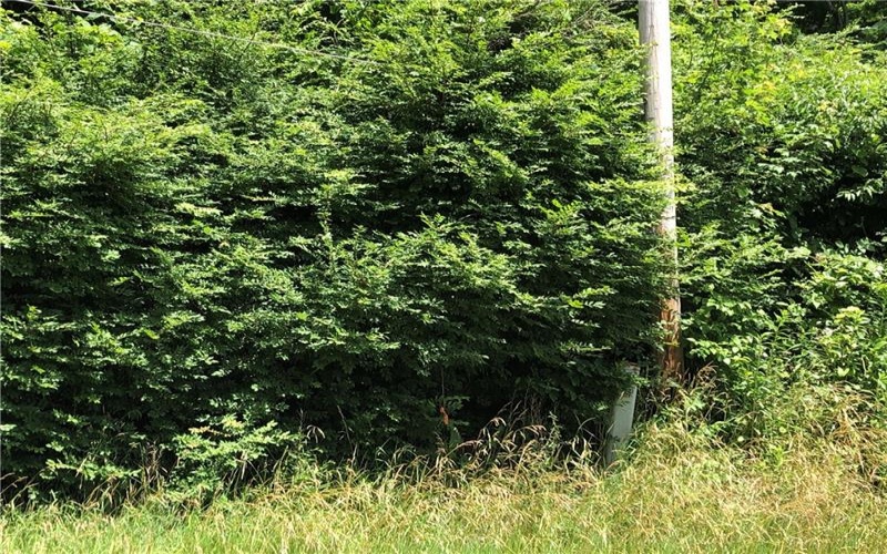 224-225 OLD MILL ROAD, Ohiopyle, 15470, ,Farm-acreage-lot,For Sale,None,OLD MILL ROAD,1762848
