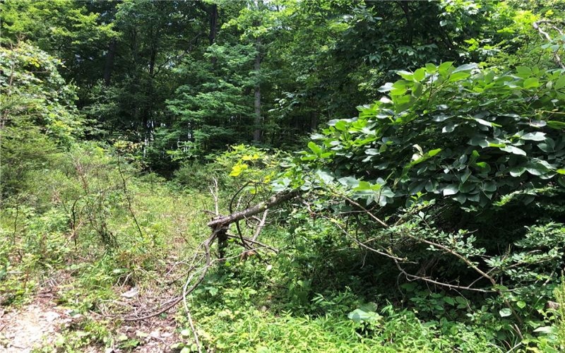 224-225 OLD MILL ROAD, Ohiopyle, 15470, ,Farm-acreage-lot,For Sale,None,OLD MILL ROAD,1762848