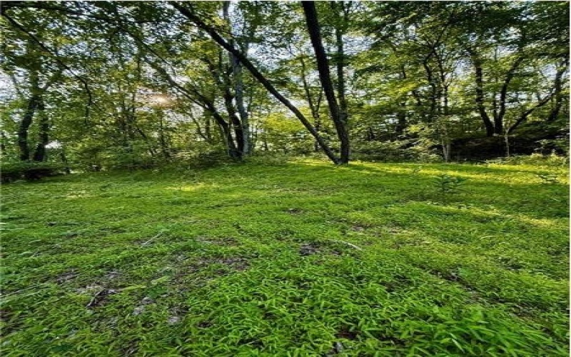 0 nellie school rd., Vanderbilt, 15486, 2 Bedrooms Bedrooms, ,1 BathroomBathrooms,Farm-acreage-lot,For Sale,nellie school rd.,1763286