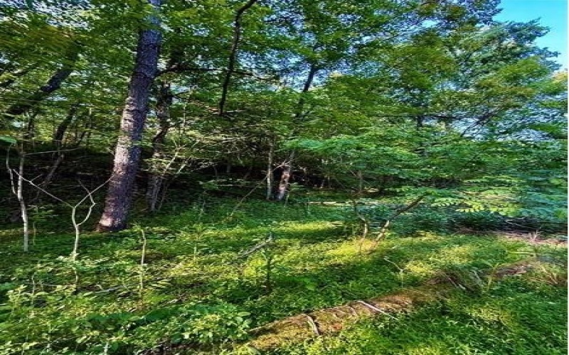 0 nellie school rd., Vanderbilt, 15486, 2 Bedrooms Bedrooms, ,1 BathroomBathrooms,Farm-acreage-lot,For Sale,nellie school rd.,1763286