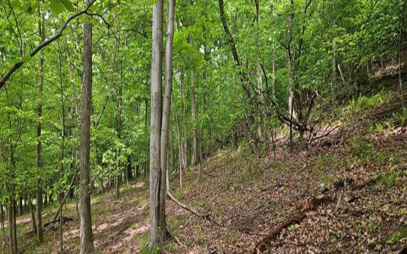 0000 Reservoir Road, Saltsburg, 15681, ,Farm-acreage-lot,For Sale,Reservoir Road,1764046
