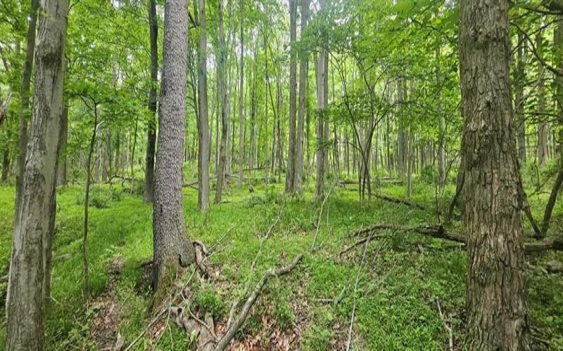 0000 Reservoir Road, Saltsburg, 15681, ,Farm-acreage-lot,For Sale,Reservoir Road,1764046