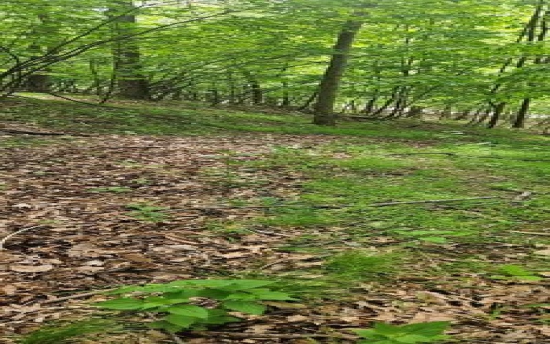 0000 Reservoir Road, Saltsburg, 15681, ,Farm-acreage-lot,For Sale,Reservoir Road,1764046