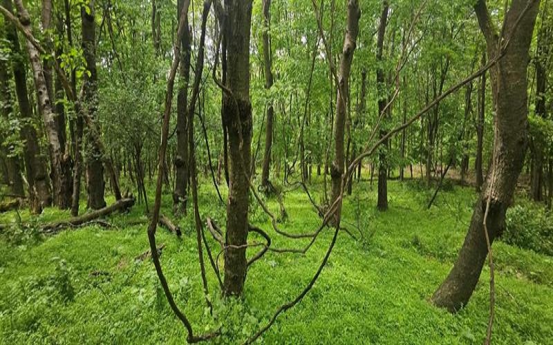 0000 Reservoir Road, Saltsburg, 15681, ,Farm-acreage-lot,For Sale,Reservoir Road,1764046
