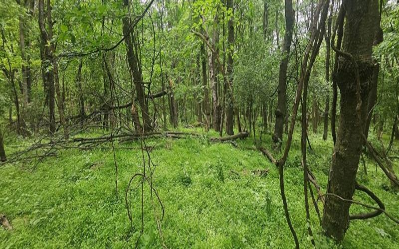 0000 Reservoir Road, Saltsburg, 15681, ,Farm-acreage-lot,For Sale,Reservoir Road,1764046