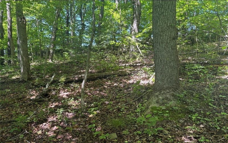 0 TR117-NR Woodside, Smithfield, 15478, ,Farm-acreage-lot,For Sale,TR117-NR Woodside,1764257
