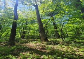 000 Camp Achievement Rd, Connellsville, 15469, ,Farm-acreage-lot,For Sale,Camp Achievement Rd,1764710