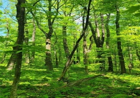 180 Hawkins Hollow Rd, Connellsville, 15425, ,Farm-acreage-lot,For Sale,Hawkins Hollow Rd,1764716