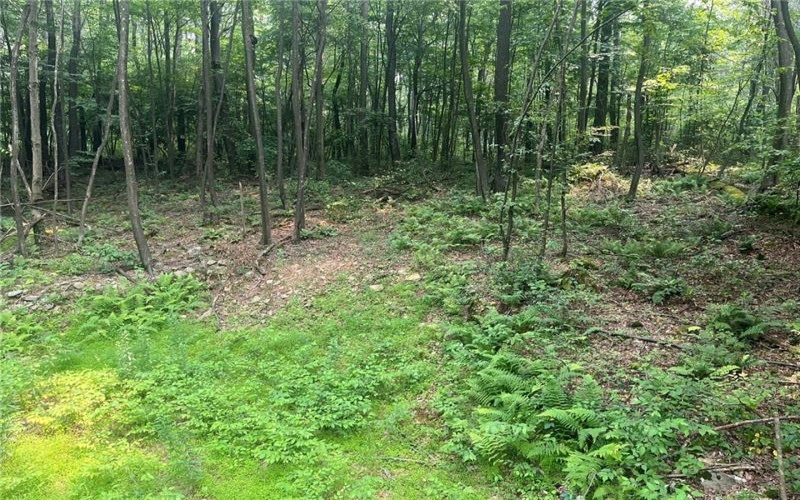 Lot 10 Off Camp Run Rd, Donegal, 15628, ,Farm-acreage-lot,For Sale,Off Camp Run Rd,1765301