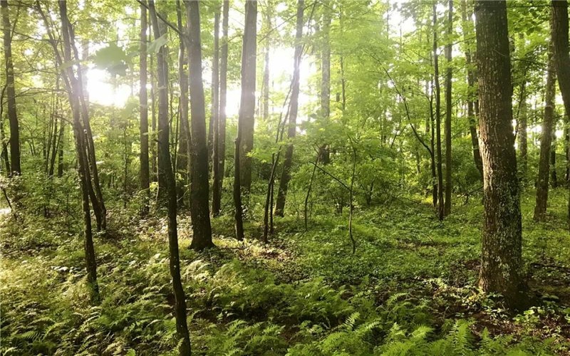 0 Palko Road, Saltsburg, 15681, ,Farm-acreage-lot,For Sale,Palko Road,1765618